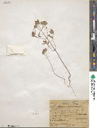 Monardella breweri subsp. lanceolata image