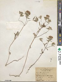 Monardella breweri subsp. lanceolata image