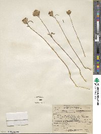 Monardella breweri subsp. lanceolata image