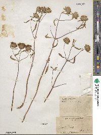 Monardella breweri subsp. lanceolata image