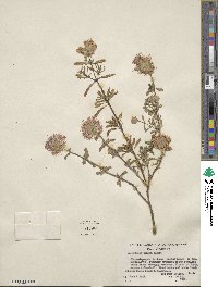 Monardella undulata subsp. crispa image