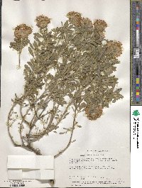 Monardella undulata subsp. crispa image