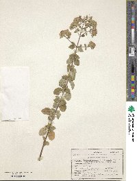 Origanum vulgare subsp. viridulum image