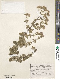 Origanum vulgare subsp. viridulum image