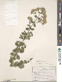 Origanum vulgare image