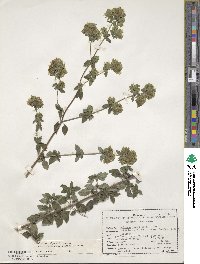 Origanum vulgare image