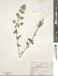 Origanum vulgare image