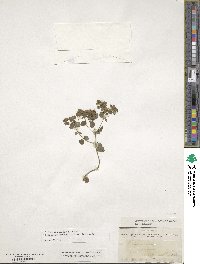 Origanum vulgare subsp. virens image