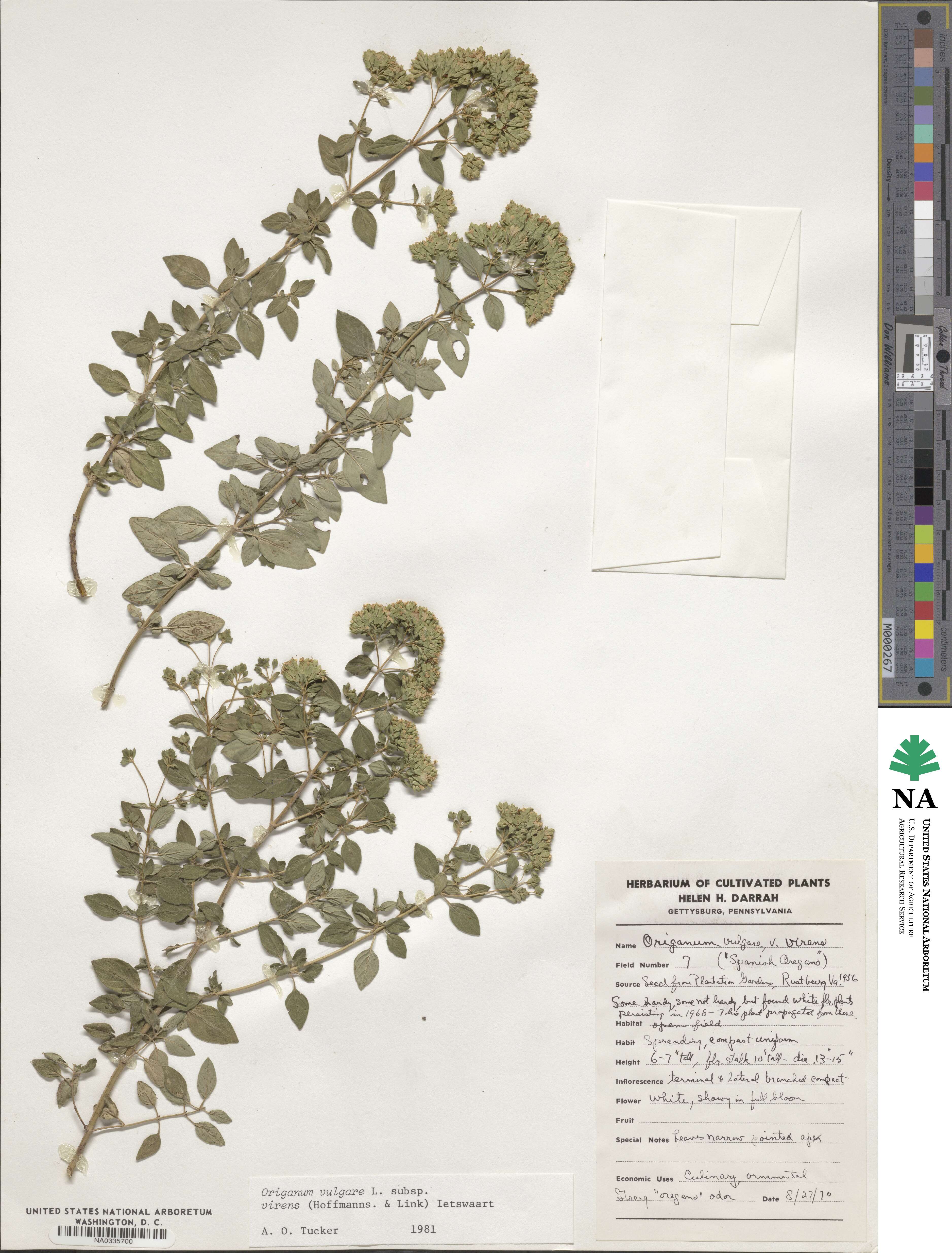 Origanum vulgare subsp. virens image