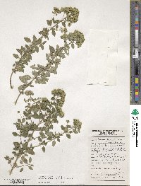 Origanum vulgare subsp. virens image