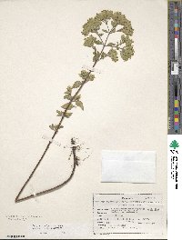 Origanum vulgare subsp. gracile image