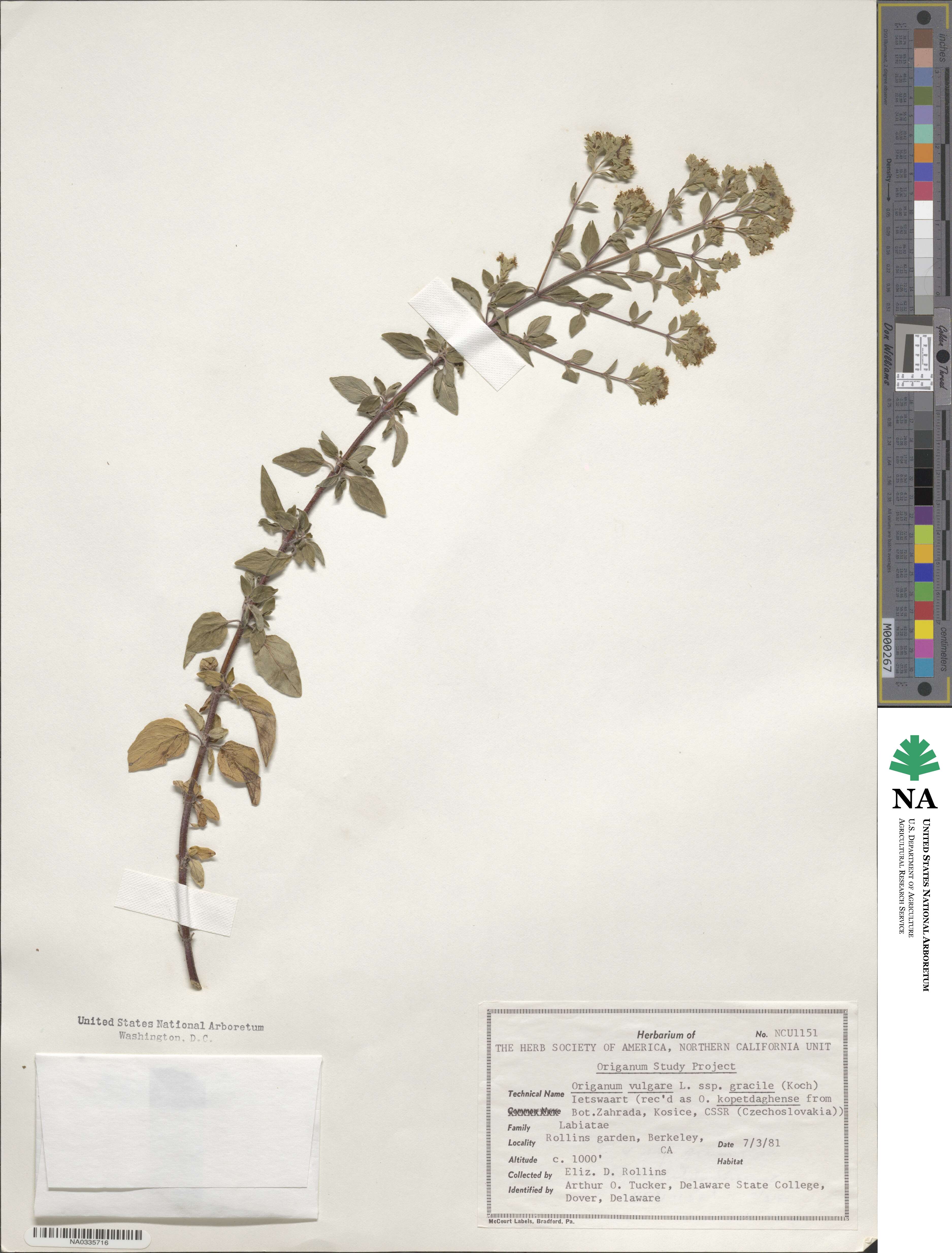 Origanum vulgare subsp. gracile image