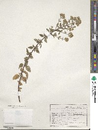 Origanum vulgare image