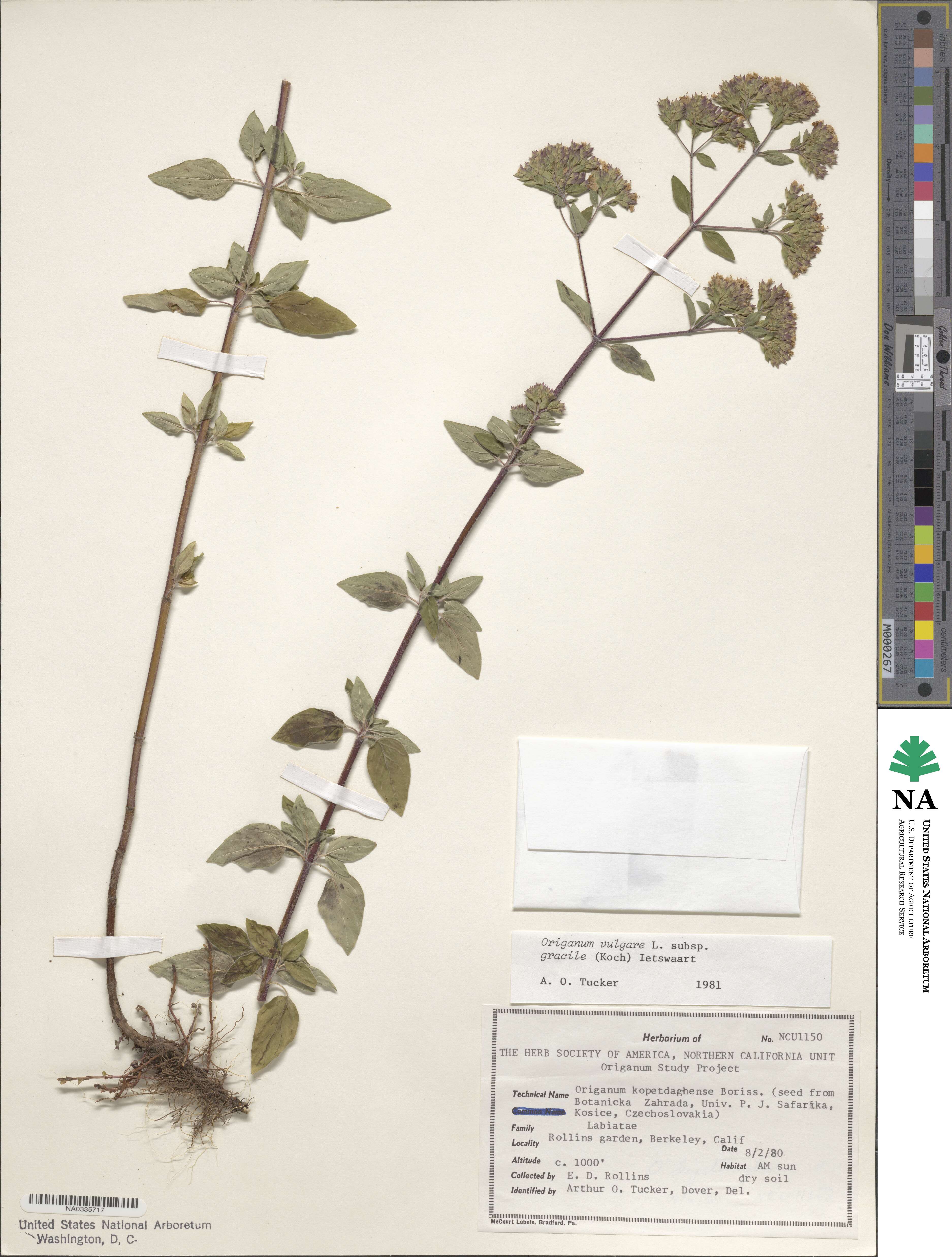 Origanum vulgare subsp. gracile image