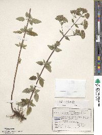 Origanum vulgare subsp. gracile image