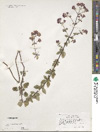 Origanum vulgare image