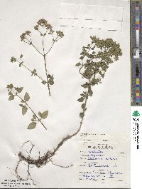 Origanum vulgare image