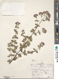 Origanum vulgare image