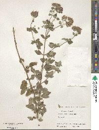 Origanum vulgare image