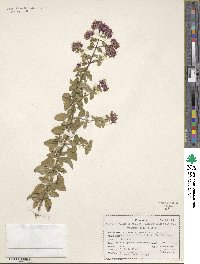 Origanum vulgare image