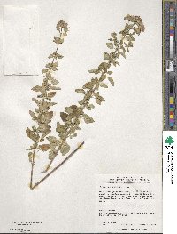 Origanum vulgare image