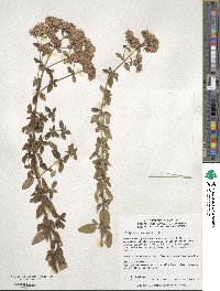 Origanum vulgare image