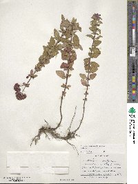 Origanum vulgare image