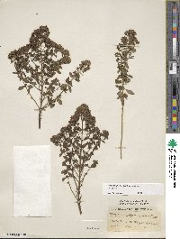 Origanum vulgare image