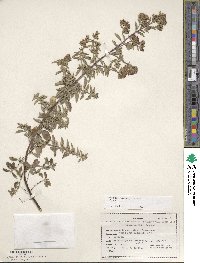 Origanum vulgare image