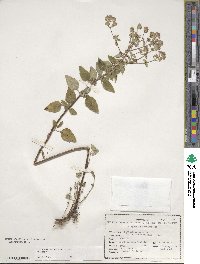 Origanum vulgare image