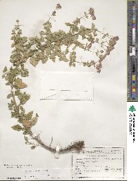 Origanum vulgare image