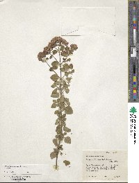 Origanum vulgare image