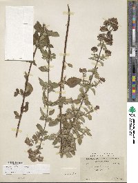 Origanum vulgare image