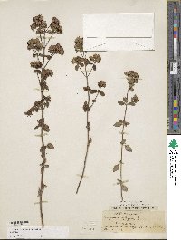 Origanum vulgare image