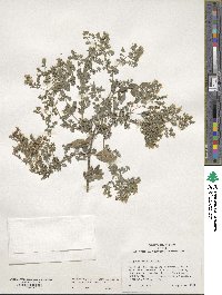 Origanum vulgare image