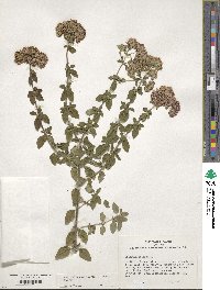 Origanum vulgare image