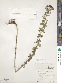 Origanum vulgare image