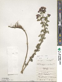 Origanum vulgare image