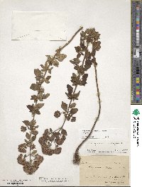 Origanum vulgare image