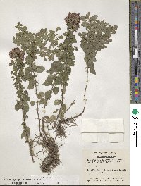 Origanum vulgare image