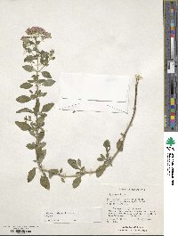 Origanum vulgare image