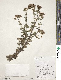 Origanum vulgare image