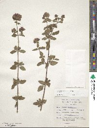 Origanum vulgare image