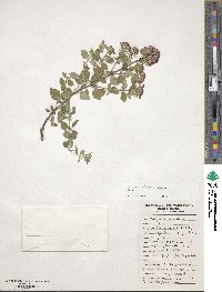 Origanum vulgare image