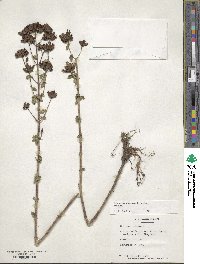 Origanum vulgare image