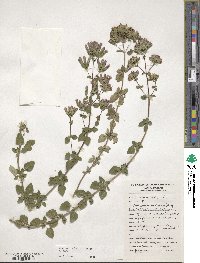 Origanum vulgare image