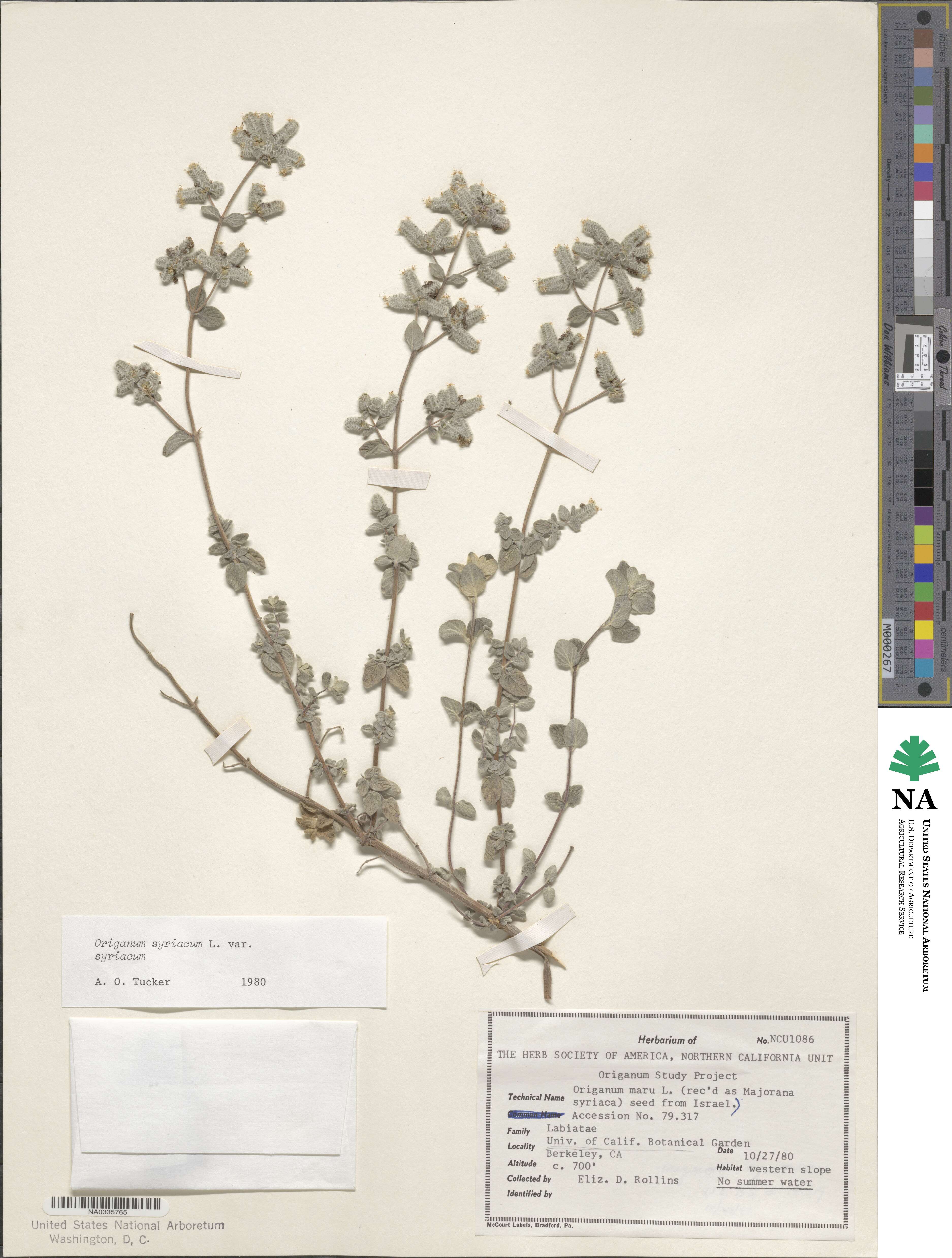 Origanum syriacum image