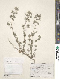 Origanum syriacum image