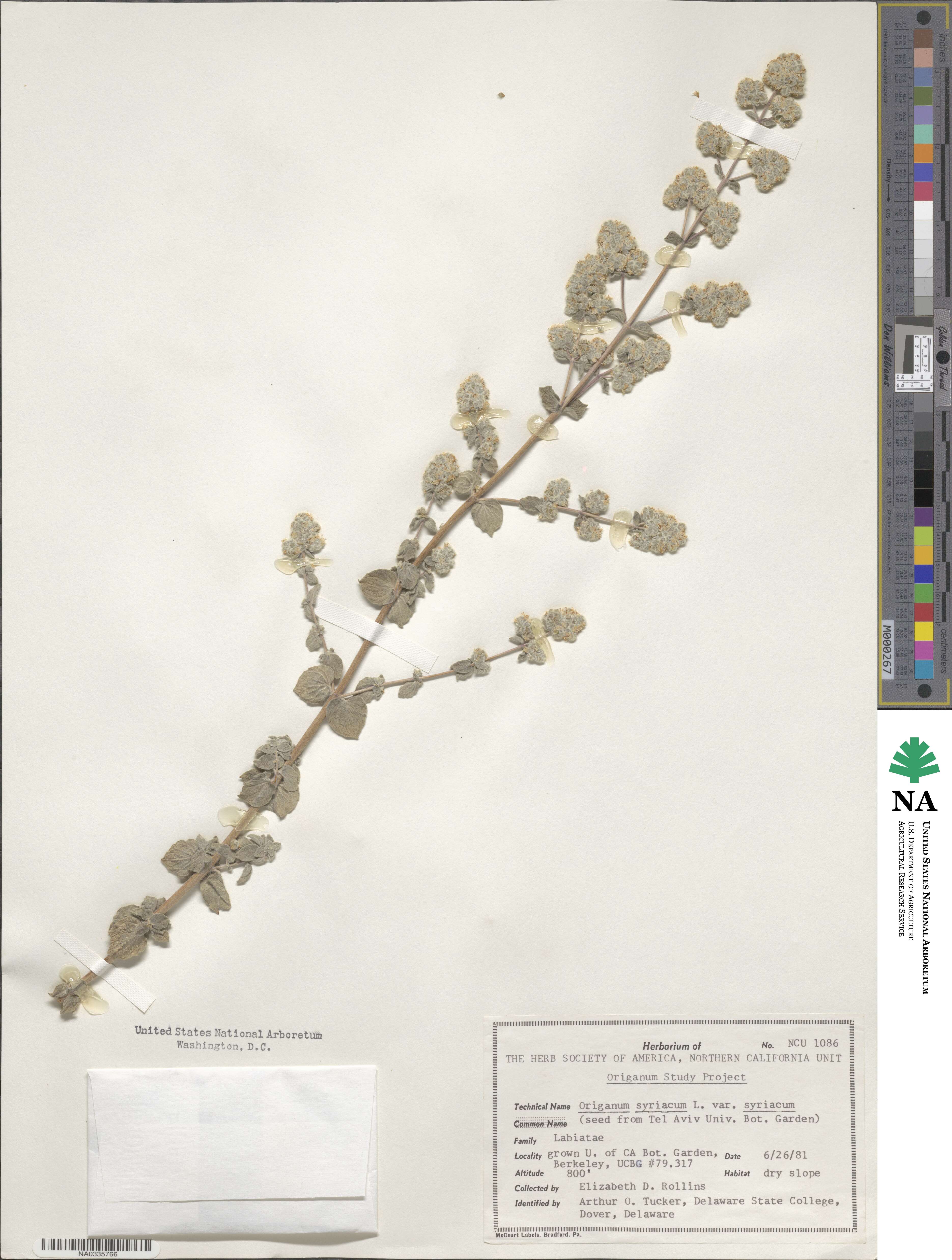 Origanum image