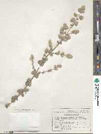 Origanum syriacum image